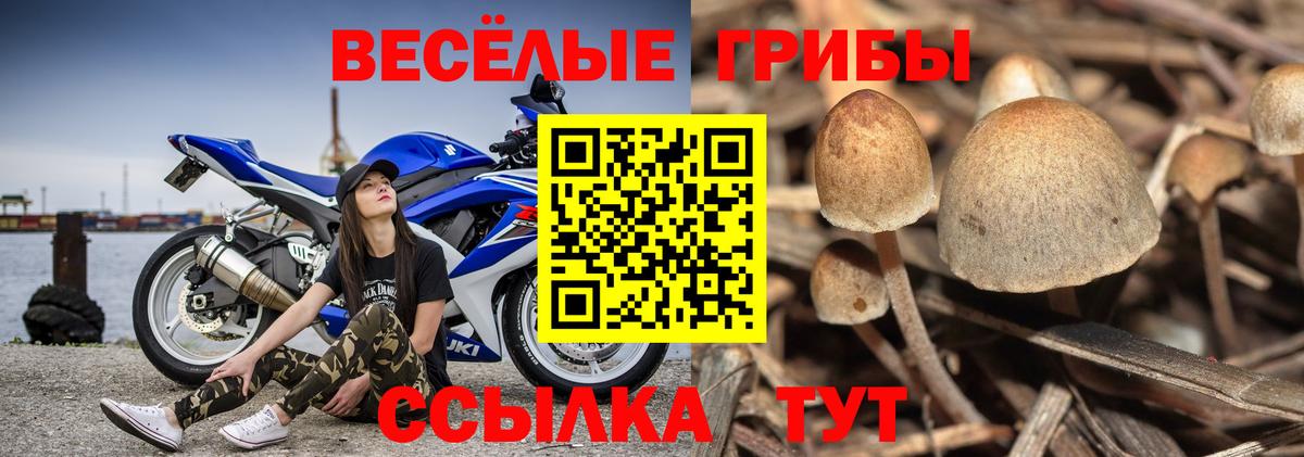 Псилоцибиновые грибы GOLDEN TEACHER Красный Сулин